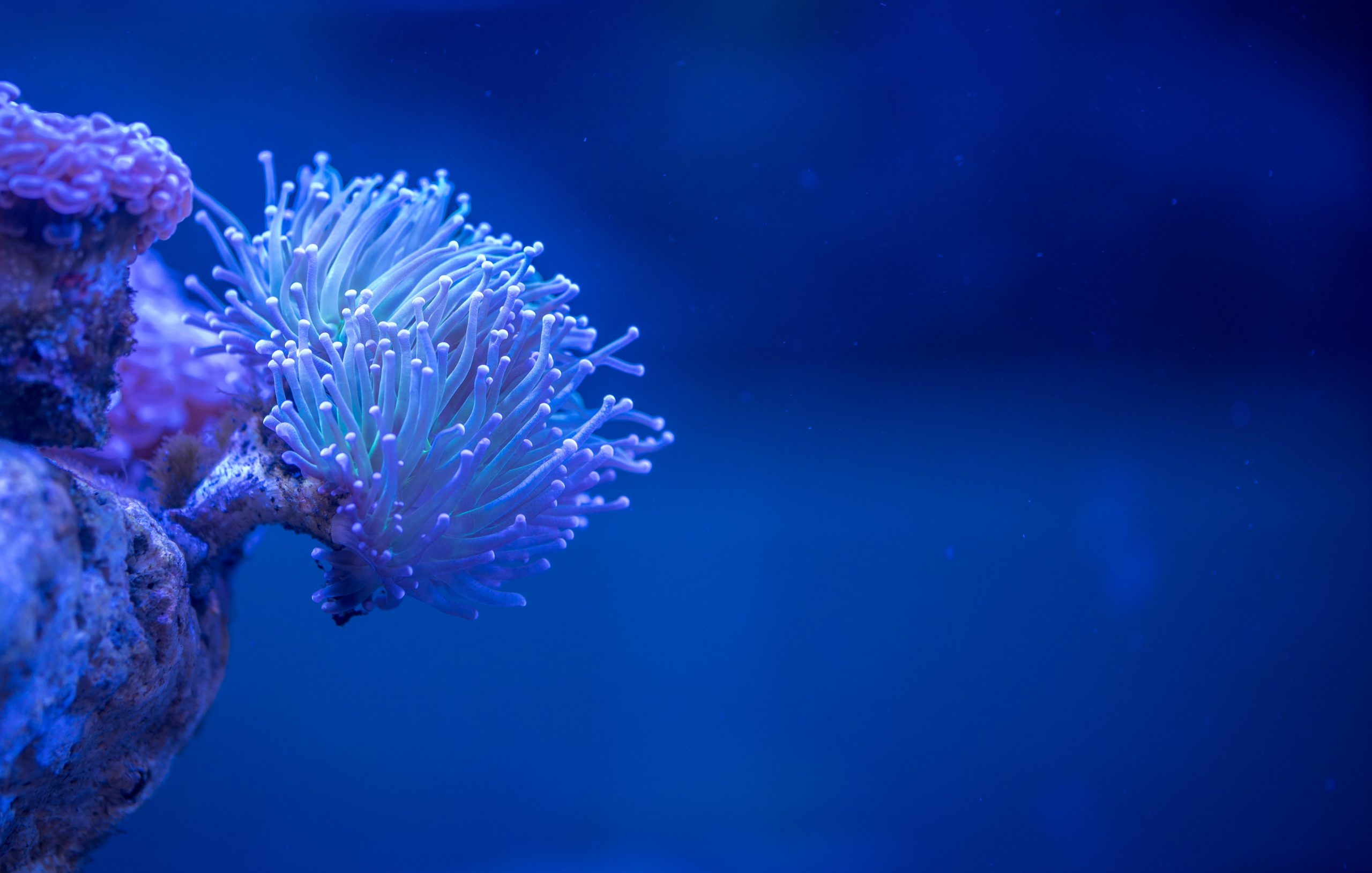 La memoria ecológica de los corales