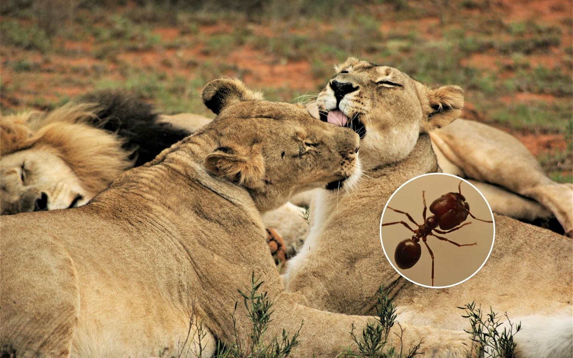 Una “cabezona” cambia la dieta de los leones en Kenia.