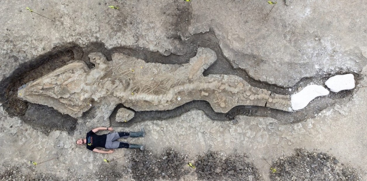 Nuevo hallazgo: Encuentran el fósil de dragón marino más grande de la historia