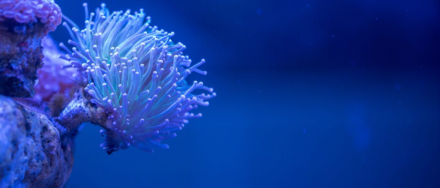 La memoria ecológica de los corales