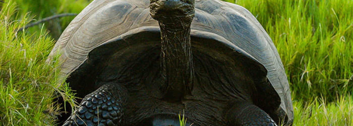 Tortuga Gigante Galápagos