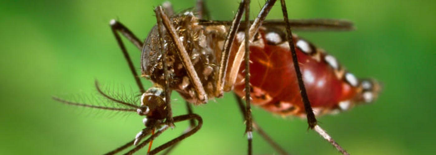 Aedes aegypti mosquitoes carry several tropical diseases, including chikungunya, dengue, Zika, and yellow fever. They are recognized by white markings on their legs. (Image courtesy of CDC/James Gathany.)