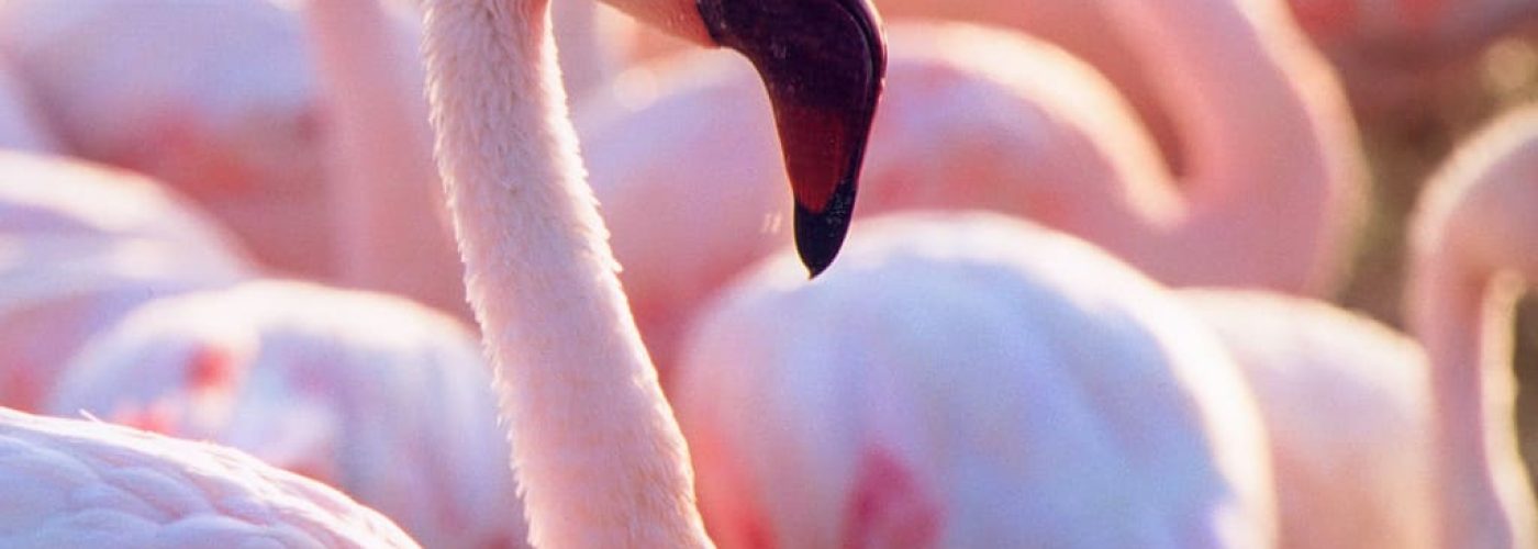 flamingo winged migration