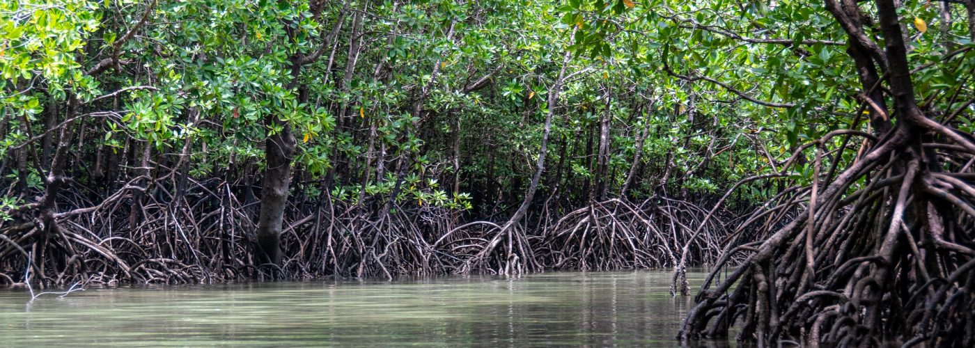 mangroves-5205415_1920