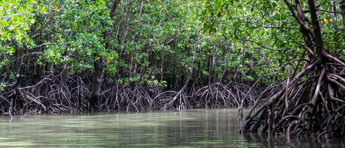 mangroves-5205415_1920