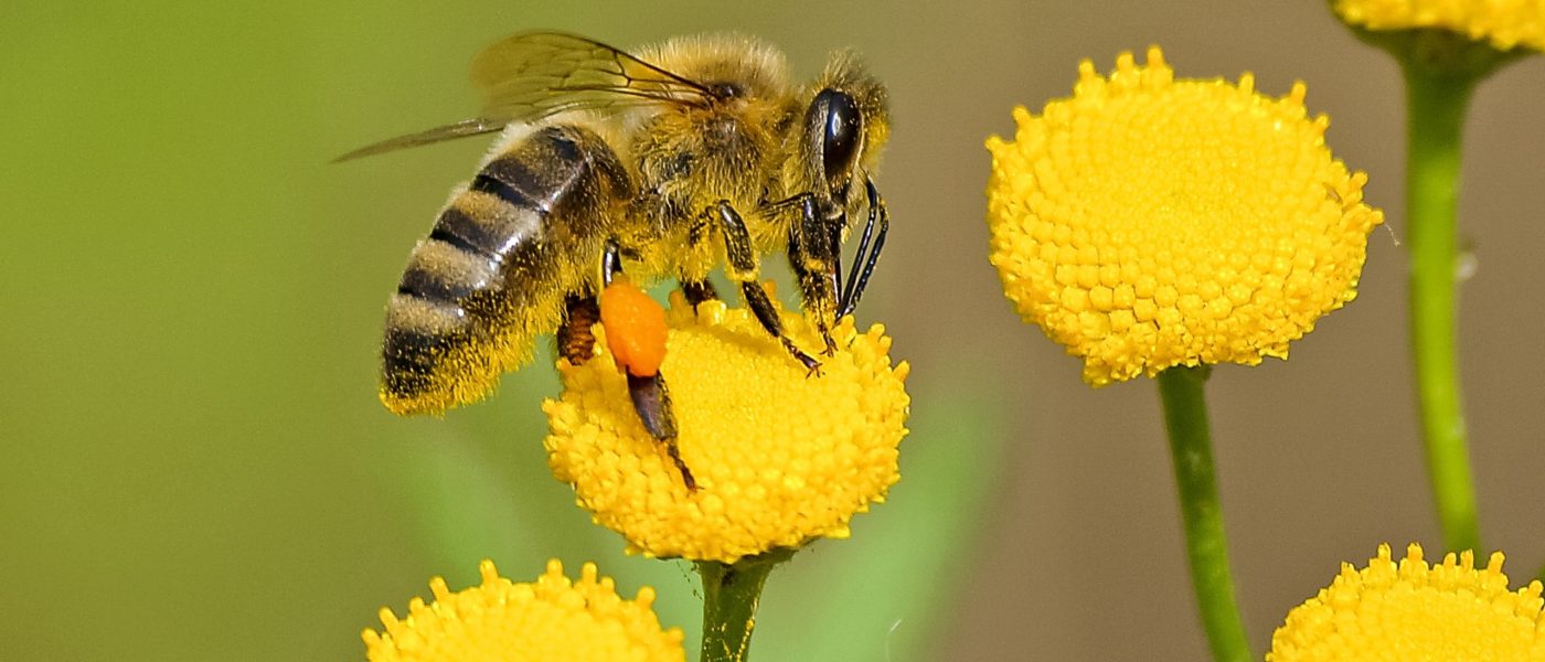 abejas insectos polinizadores