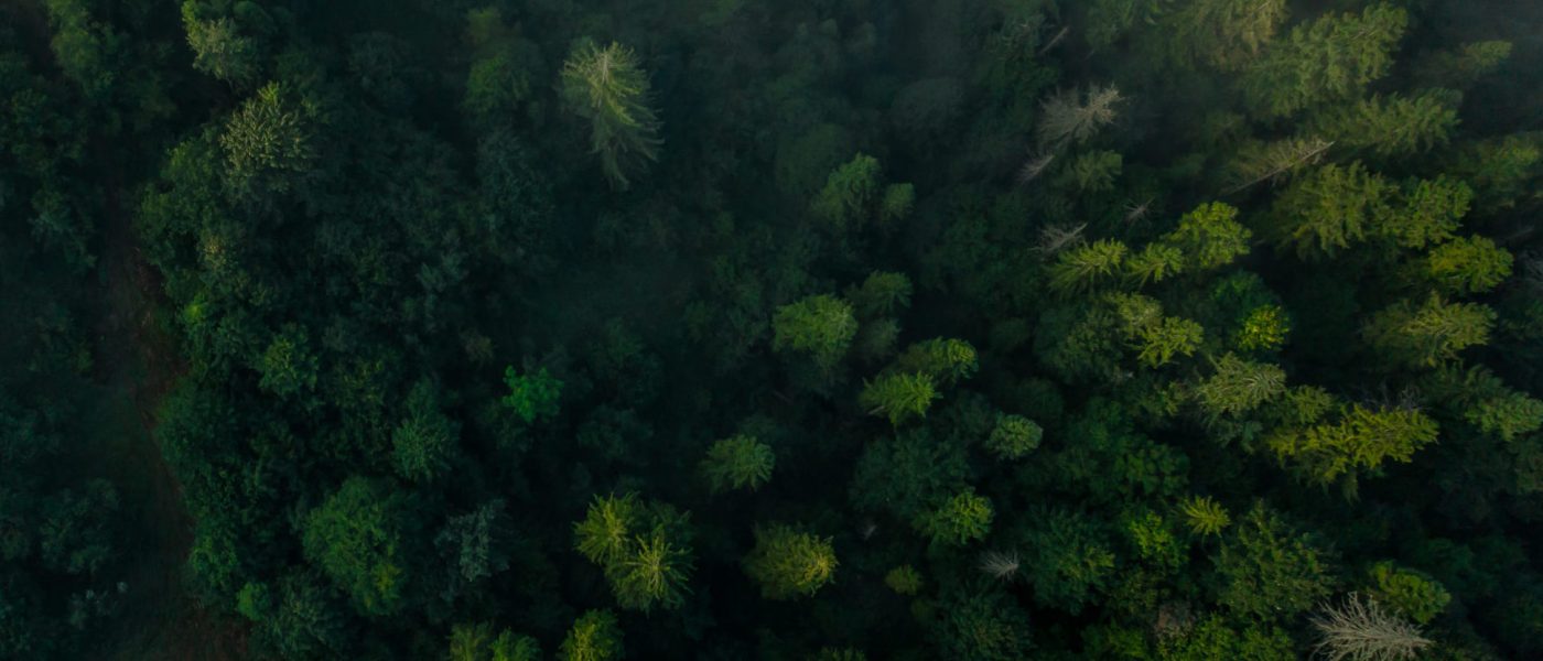 Top view of colorful mixed forest shrouded in morning fog